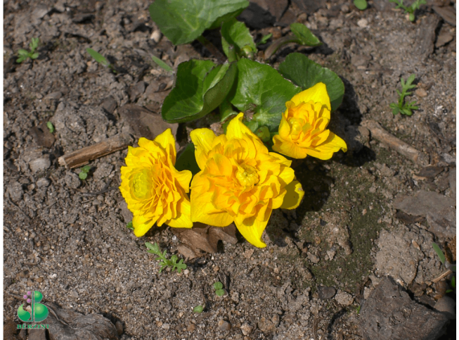Caltha palustris   'Multiplex'